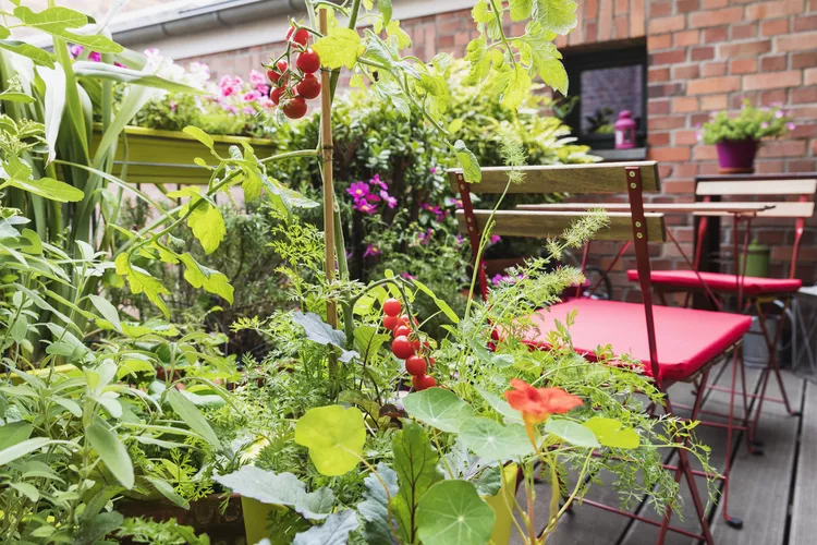The ultimate guild to planning and growing a kitchen garden